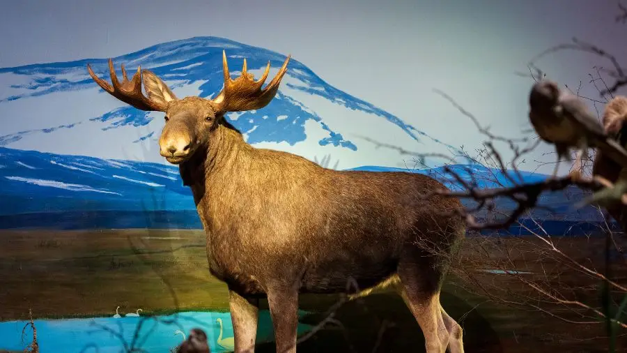 älg-på-biotopia-destination-uppsala