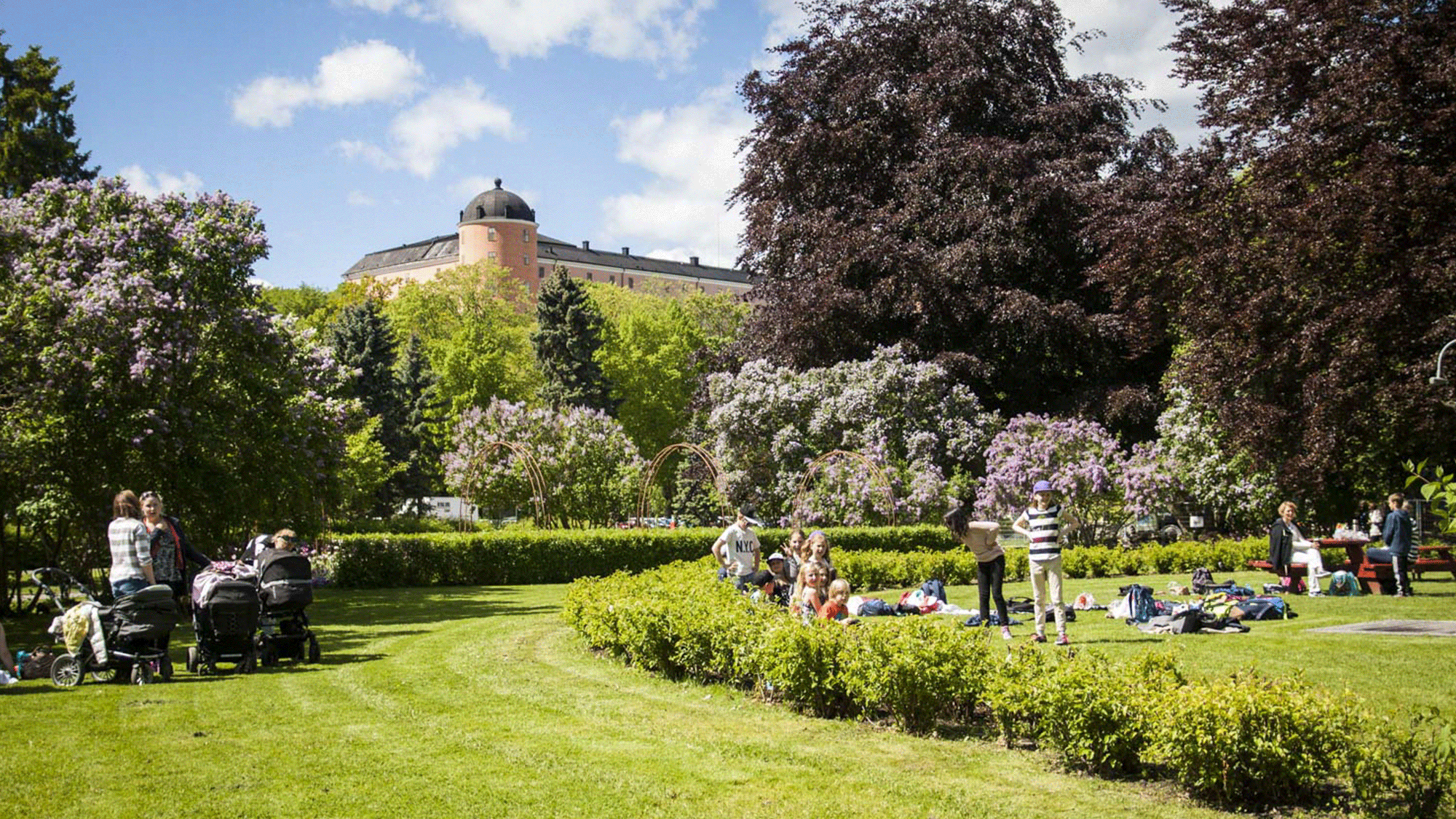 trädgård
