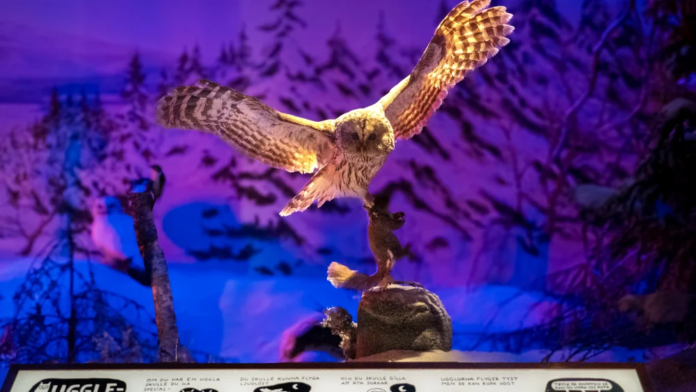 uggla på museum