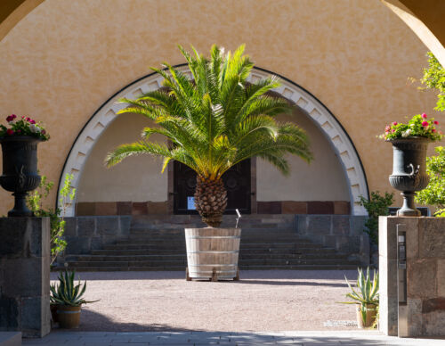 botaniska-trädgården-palm