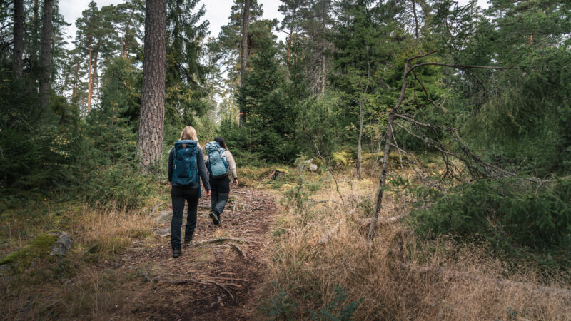 vandring-skog