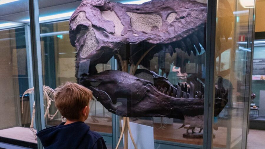 Monter med dinosaurieskelett på Evolutionsmuseet i Uppsala