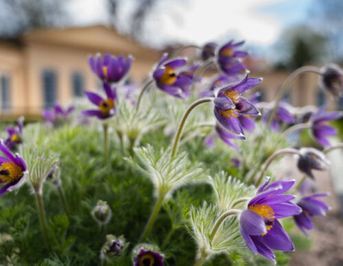 Linneträdgård-blomma