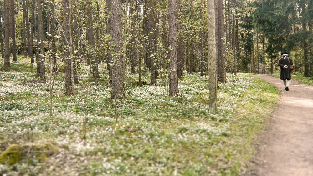 skog