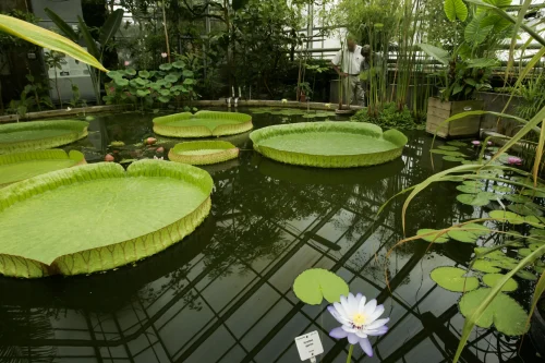 Botaniska-tradgarden_2004_Tropiska-vaxthuset