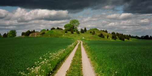 Ett fält med kullar