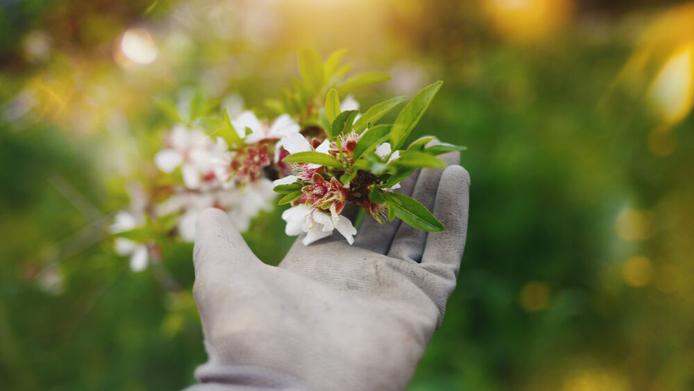 En hand med trädgårdshandske håller i en gren med mandelblommor