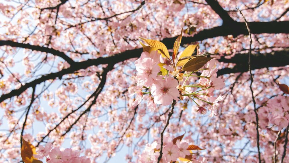 trädgård-träd-vår-körsbärsblommor_destinationuppsala