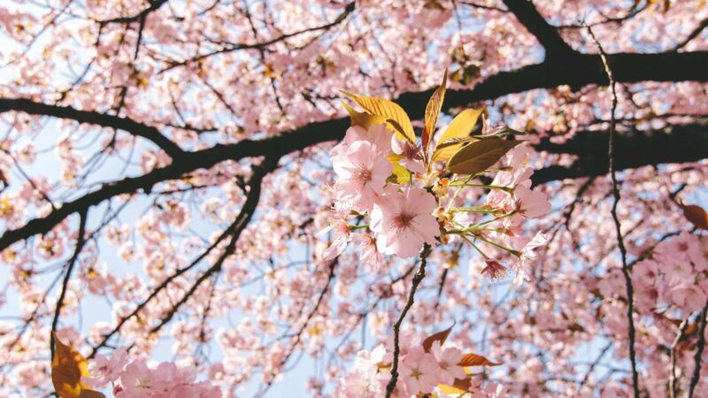 trädgård-träd-vår-körsbärsblommor_destinationuppsala