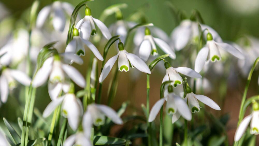 Snödroppar (blommor)