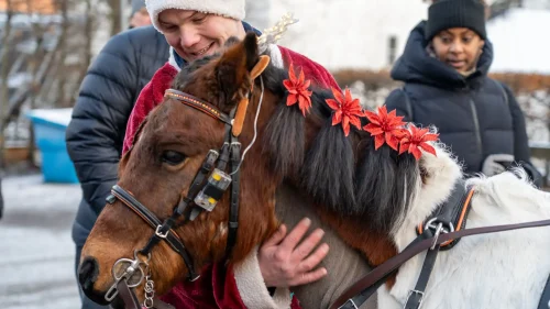 Bild på häst med rosetter
