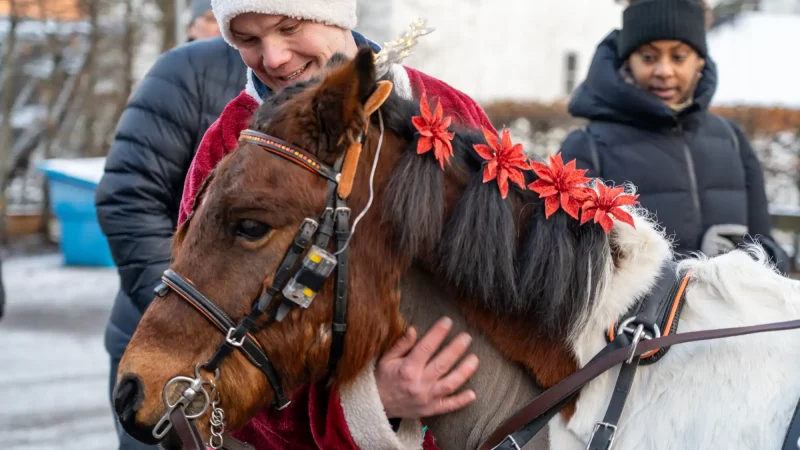 Bild på häst med rosetter
