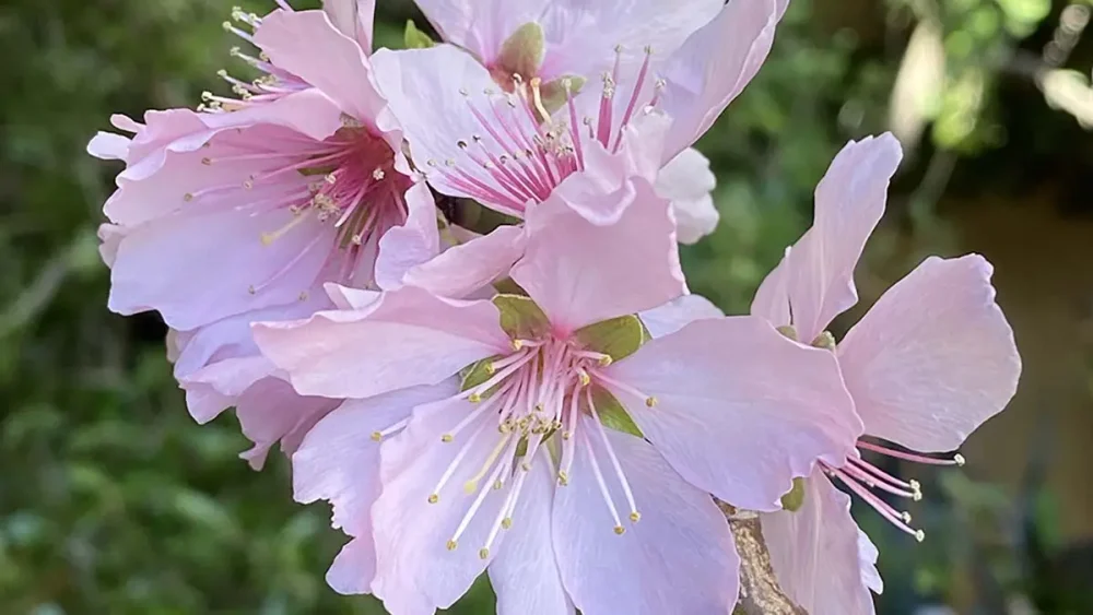 BTevent_orangeri_varblomning_lss-16-9-1200