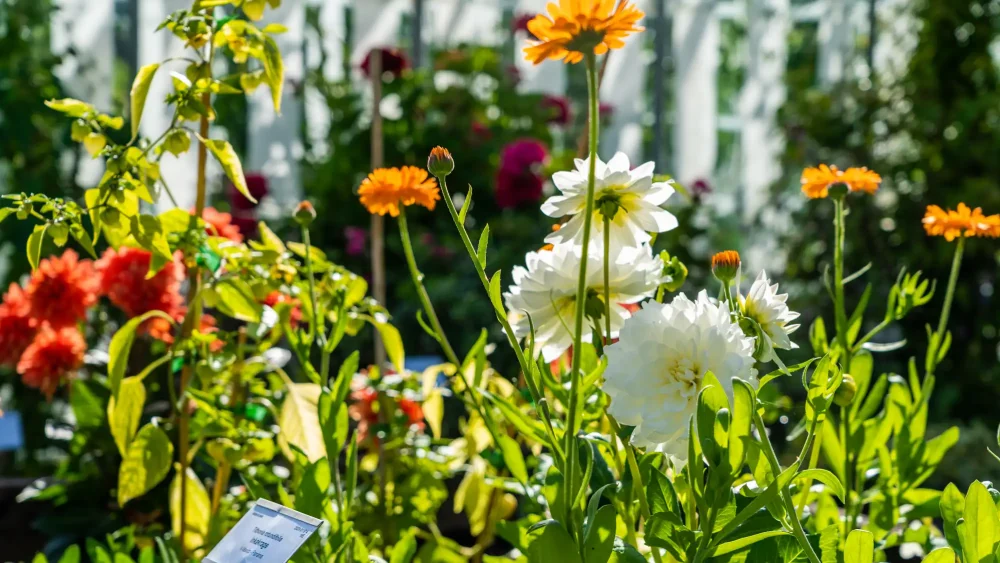 Blommor i Botaniska trädgården