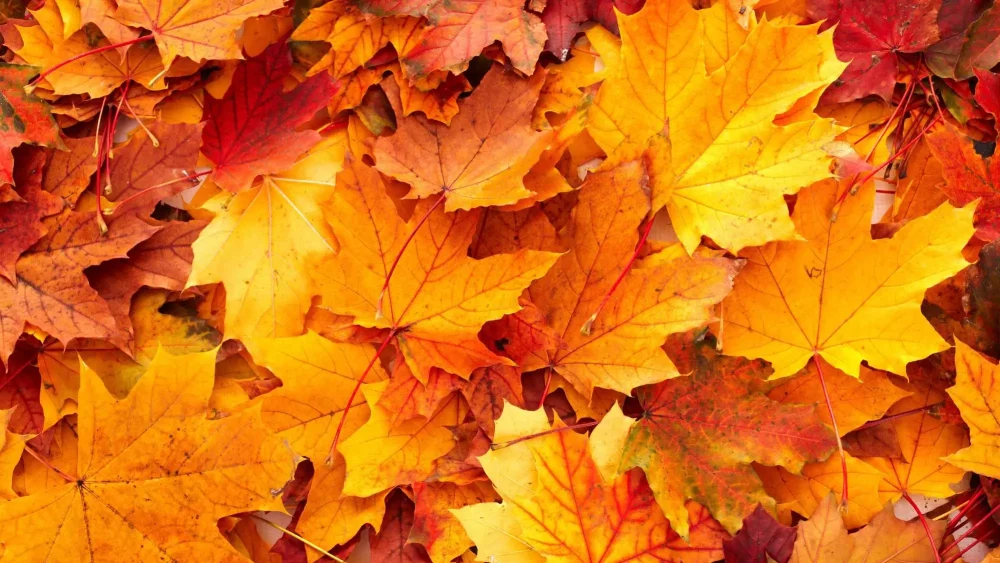 Orangea höstlöv på marken