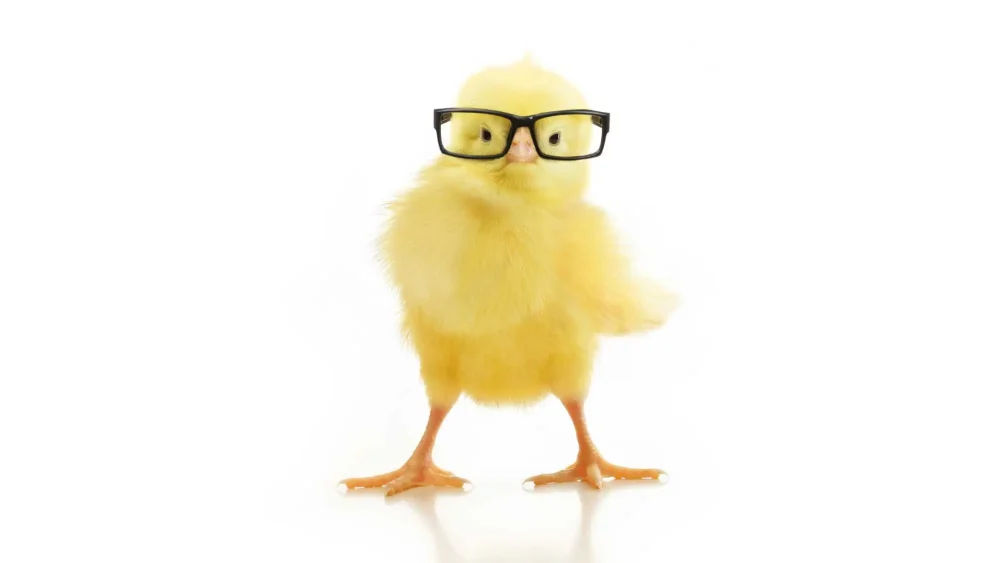 En kyckling med glasögon