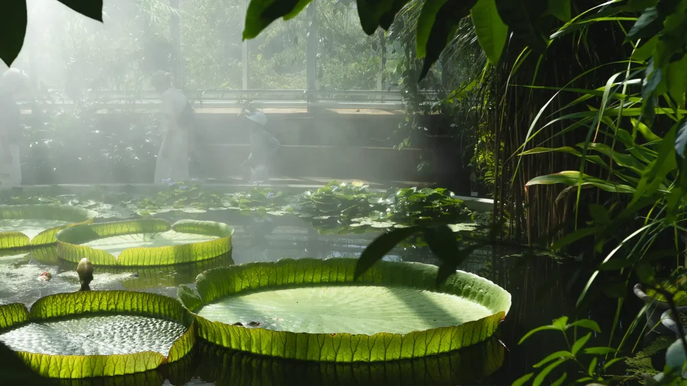 Jättenäckrosblad i Tropiska växthuset