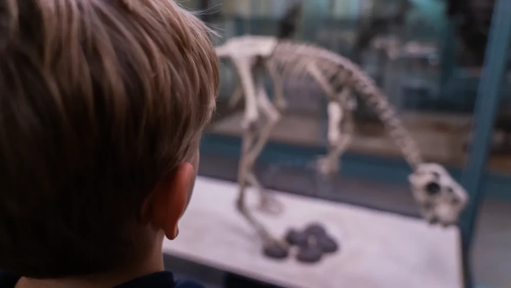 En pojke tittar på dinosaurieskelett på museum