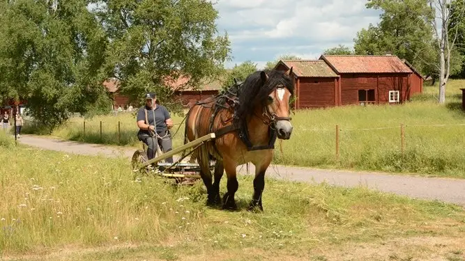 En häst på en åker