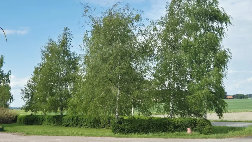 En skogsdunge